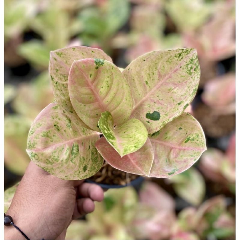 AGLONEMA EMERALD DEWASA / EMERALD / TANAMAN HIAS AGLONEMA