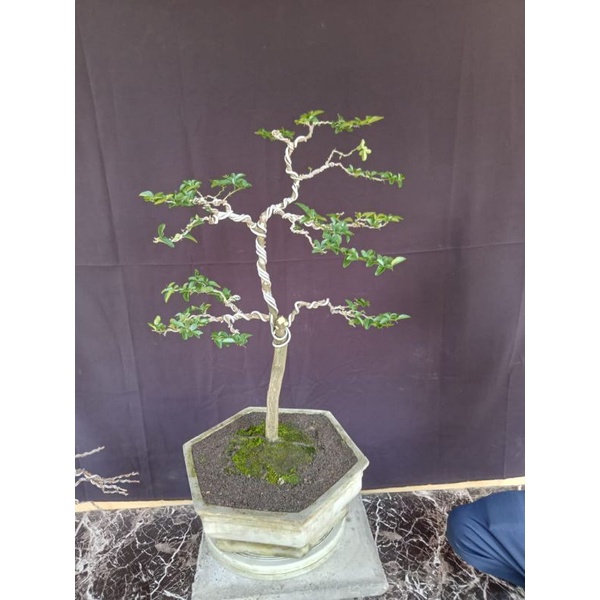 BONSAI JERUK KINGKIT