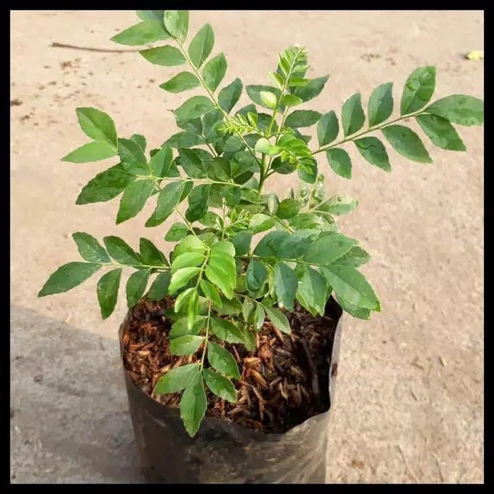 Bibit Tanaman Salam Koja Daun Kari Pohon Kari Daun Salam Koja Temuru