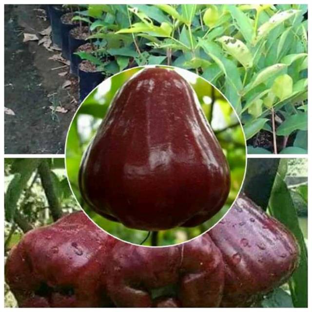 BIBIT JAMBU AIR MADU DELI MERAH OKULASI INDUKAN BERBUAH