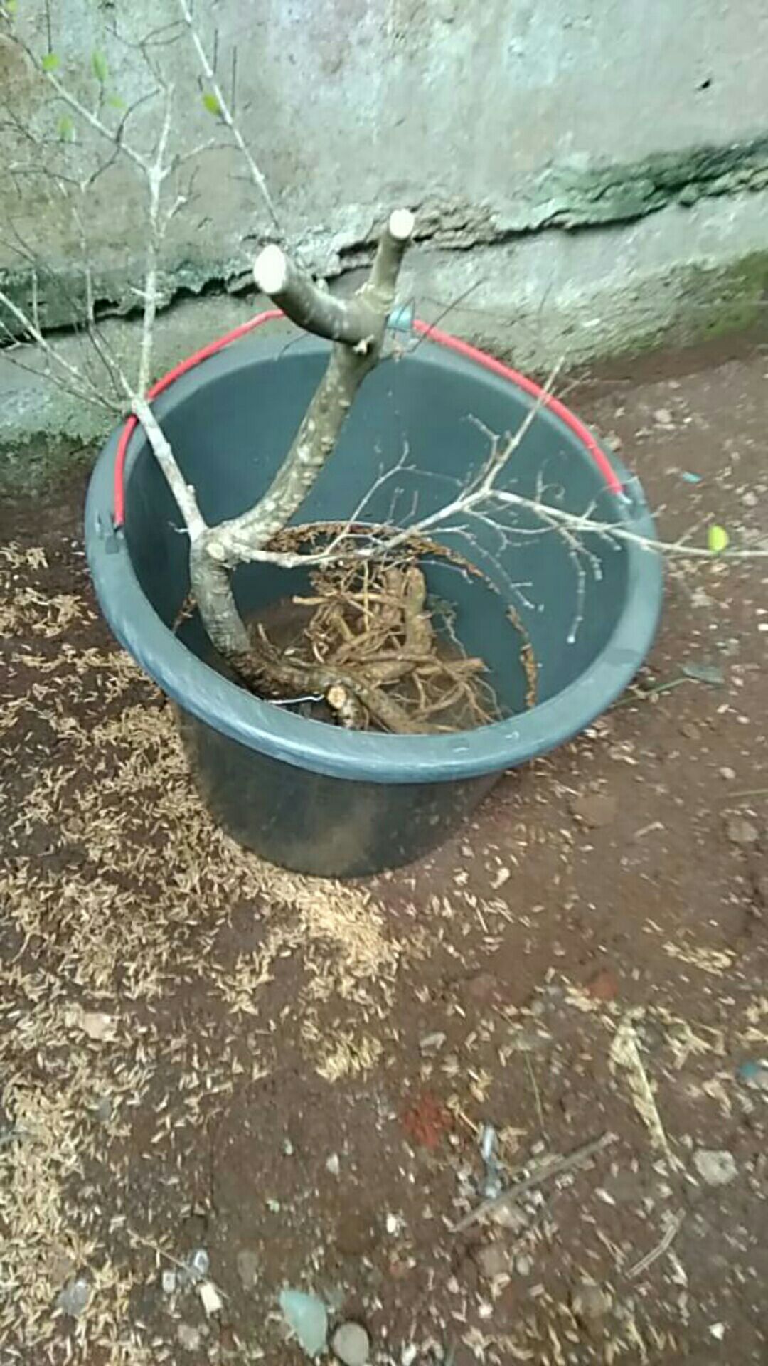 Bahan Bonsai Anting Putri Berkarakter