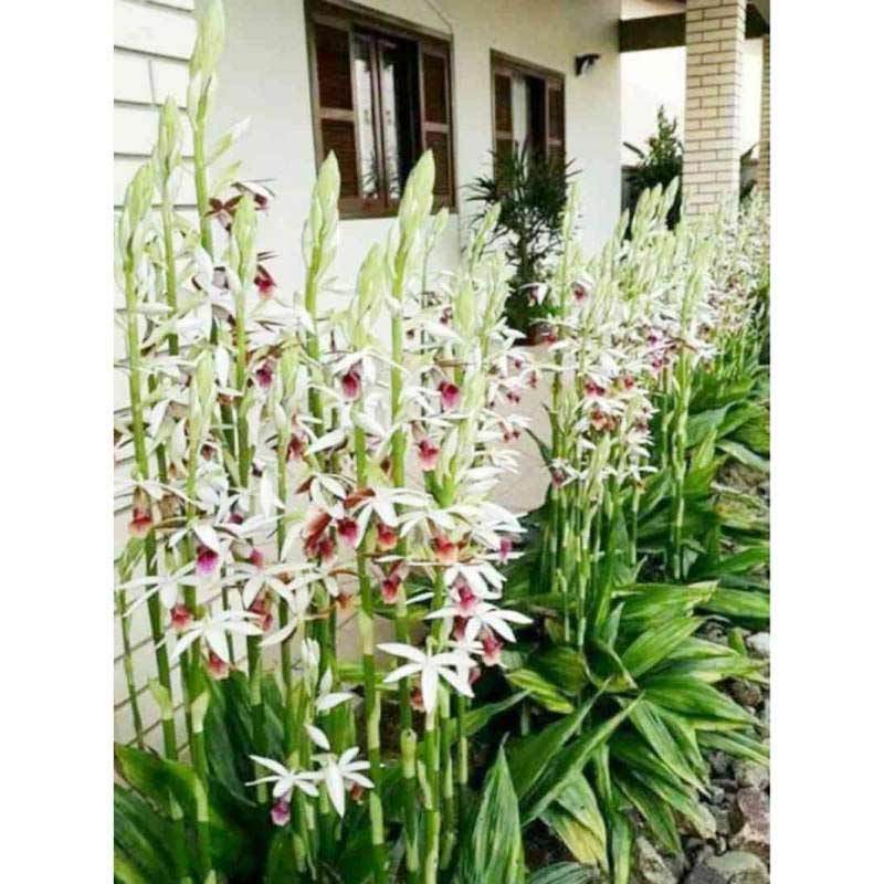 anggrek spesies phaius tankervilleae dewasa