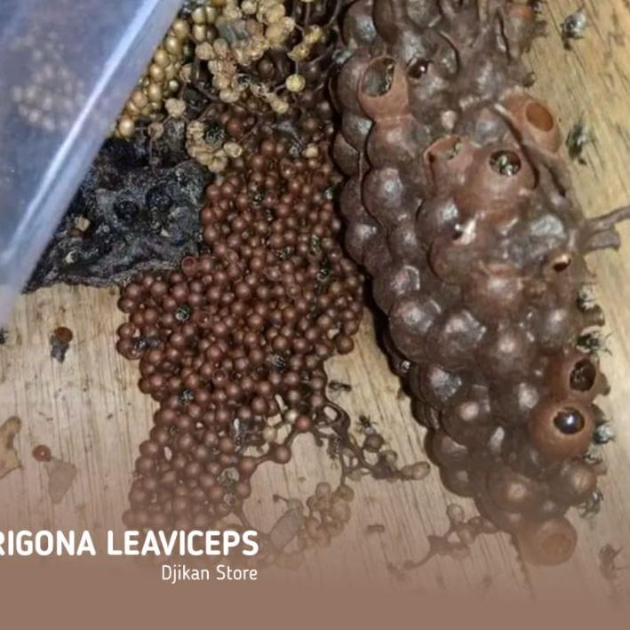 BestSeller BIBIT LEBAH KLANCENG-LEBAH KELULUT-TRIGONA LEAVICEPS- LEBAH TANPA SENGAT-KOLONI KLANCENG 