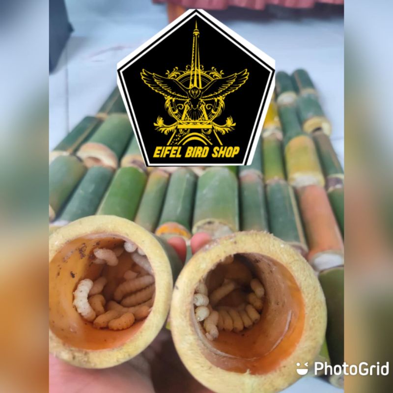 ULAT BUMBUNG ISI 25 ulat bambu buat mancing dan pakan burung