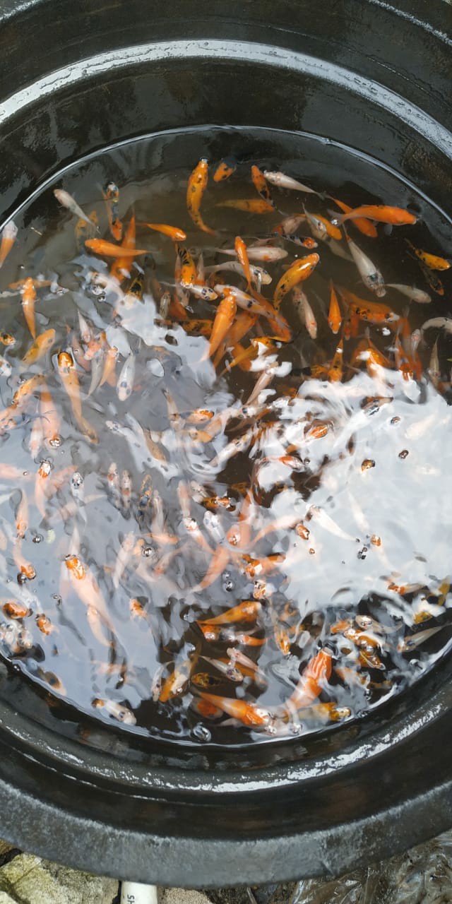 Sambungan T Selang Blower Aerator Hidroponik / Aquarium