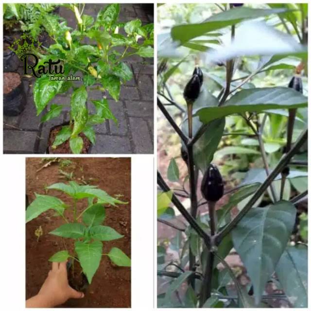 3 paket tanaman cabai (pelangi,rawit&ungu)