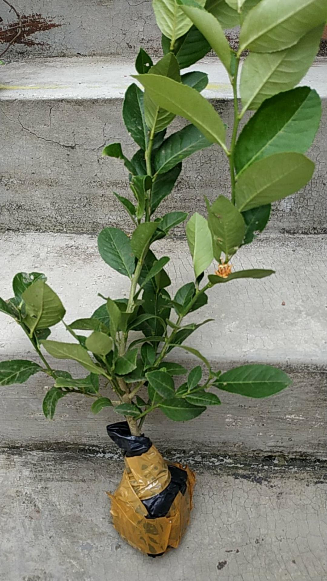 Bibit Lemon Tea Long