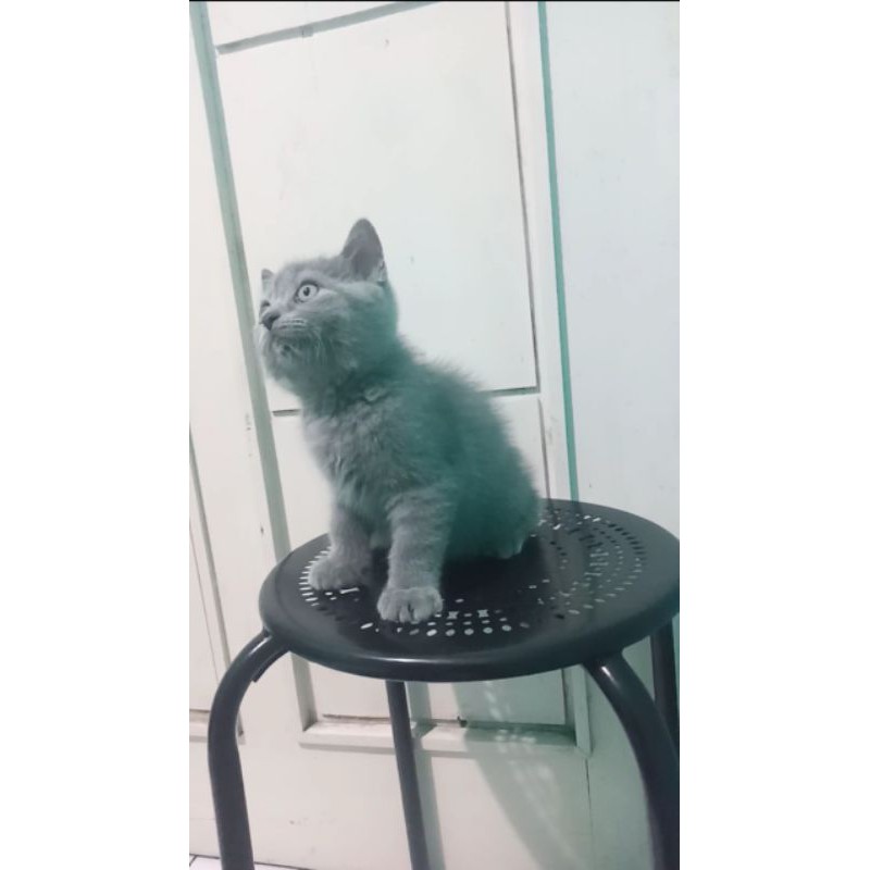 SOLD OUT  KUCING BRITISH SHORTHAIR