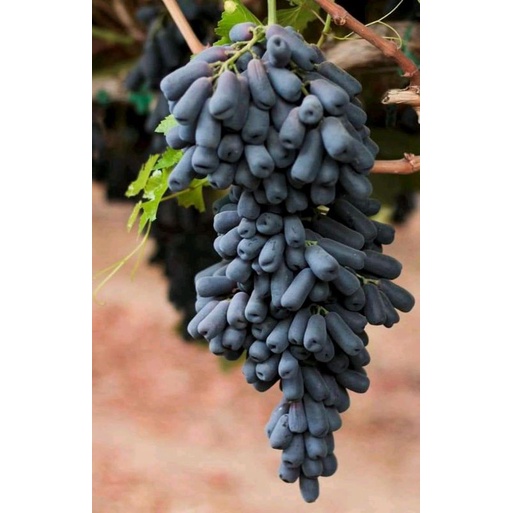 Bibit Anggur Moondrop