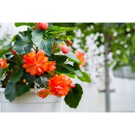 Tanaman hias begonia hijau tanaman hias hidup bunga begonia tanaman hias begonia hijau tanaman hias 