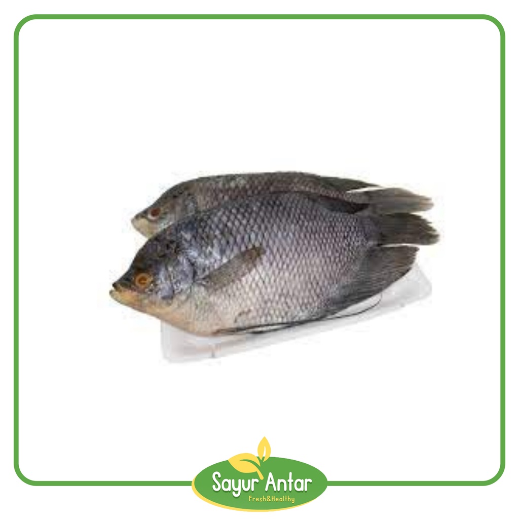 

Ikan Gurame 500 gr | Sayur.Antar | Free Ongkir Bandung Cimahi