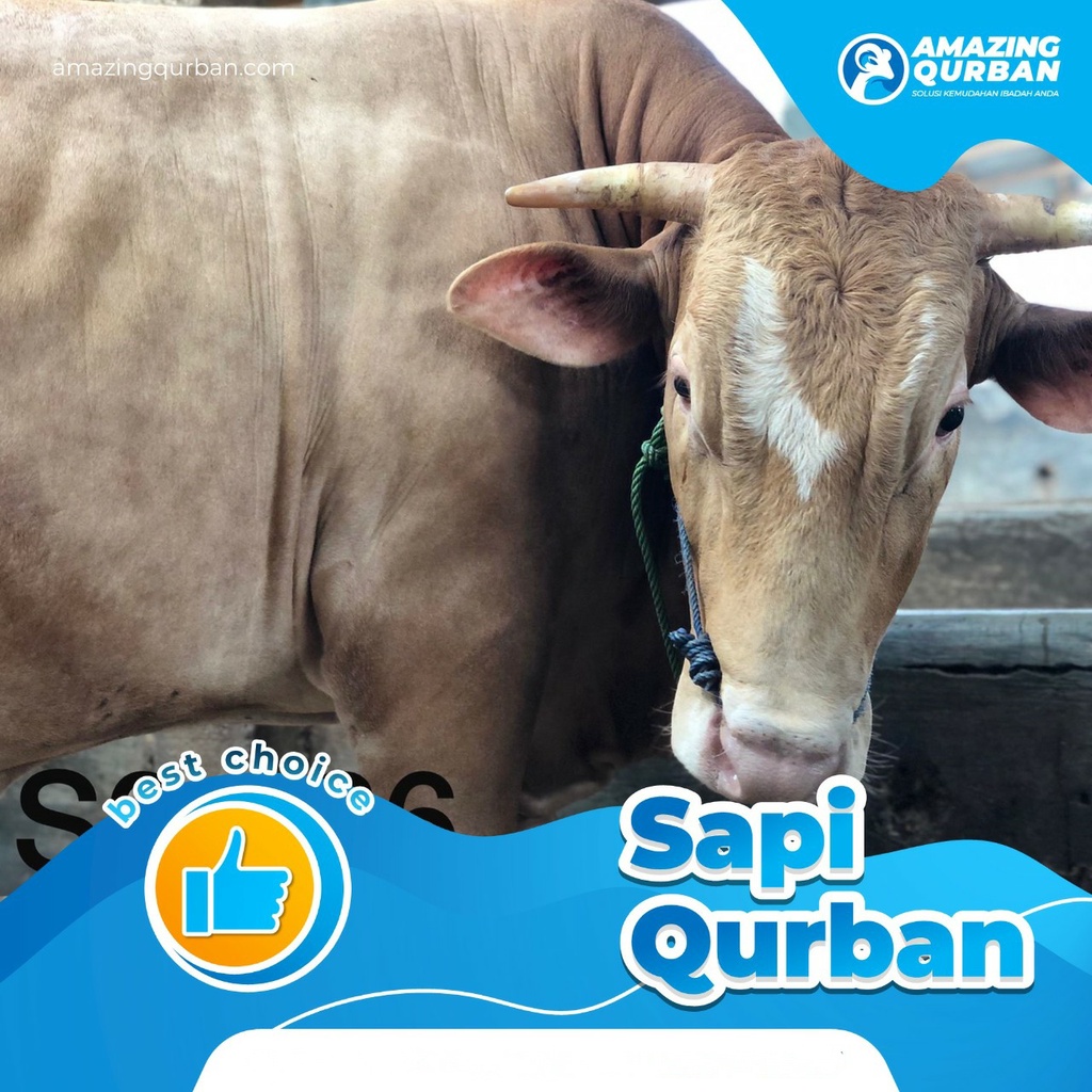 

Sapi Qurban Sapi Bali Termurah dan Berkualitas Premium Free Ongkir JABODETABEK (DP) DOWN PAYMENT