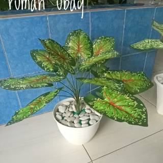 Tanaman Keladi Plastik Keladi Merah Kuning Putih Hijau Pot Tanaman Keladi Plastik Keladi Merah Kuning Putih Hijau Pot