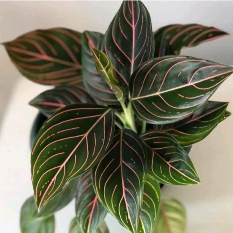 aglonema rotundum tiger tanaman hias aglonema rotundum tiger