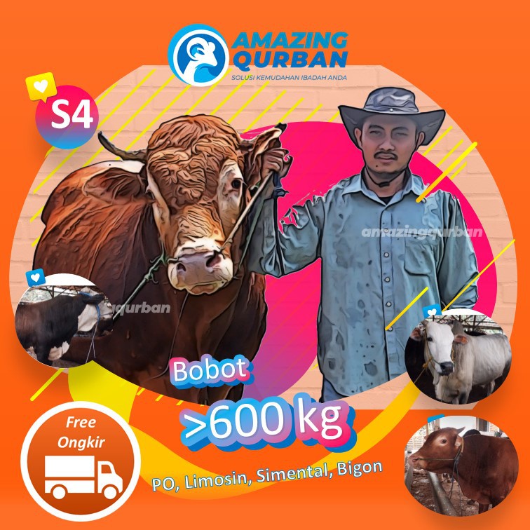 

SUPER BIG!! Sapi Qurban Berkualitas Free Ongkir Sapi PO LIMOSIN SIMENTAL PEGON ±600KG