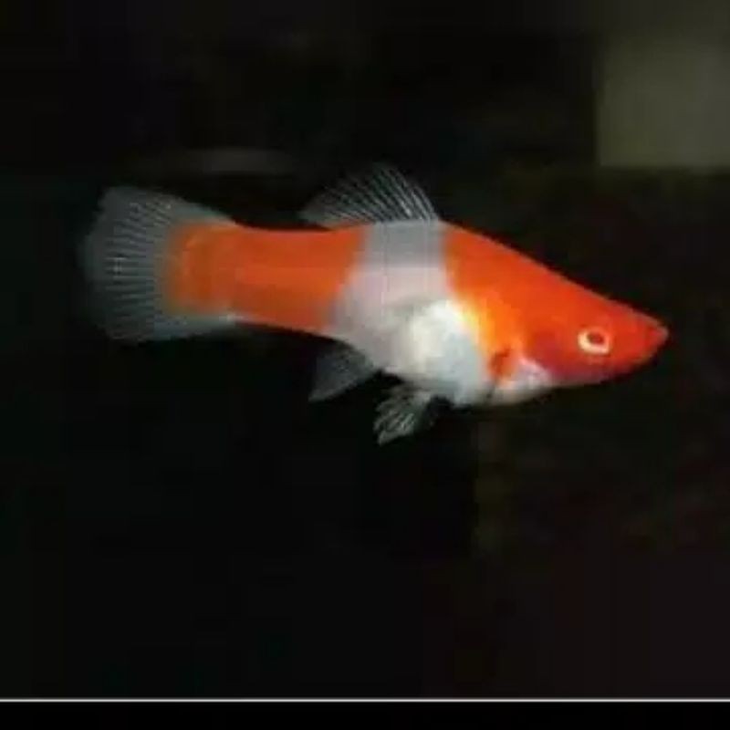 platy santa claus