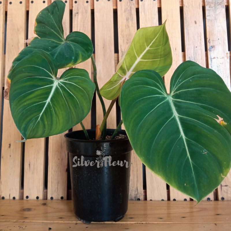 Philodendron Gloriosum 2 daun