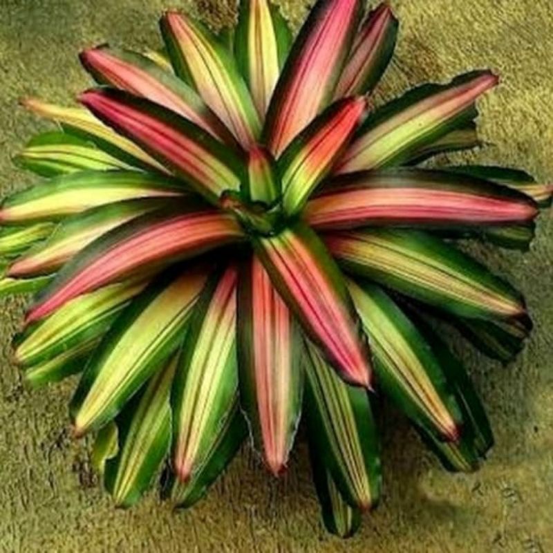 Jual Tanaman Hias Bromelia Three Color Tanaman Hias Shopee Indonesia