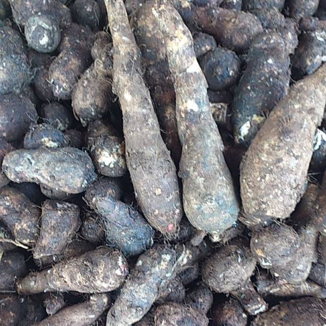 

Talas Bogor 500gr
