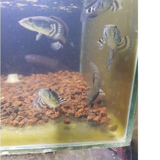 BIG SALE cana blue pulcra yellow spot/ cana maru yellow / cana tomang original buruan