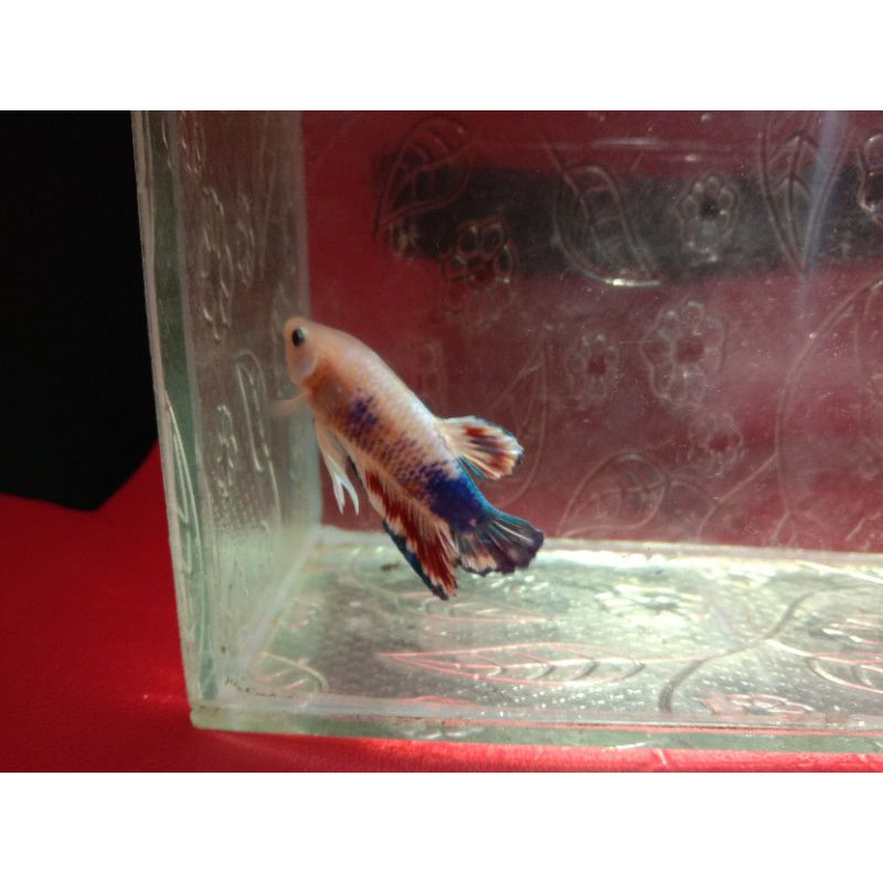 Cupang Blue panda line blue rim✨