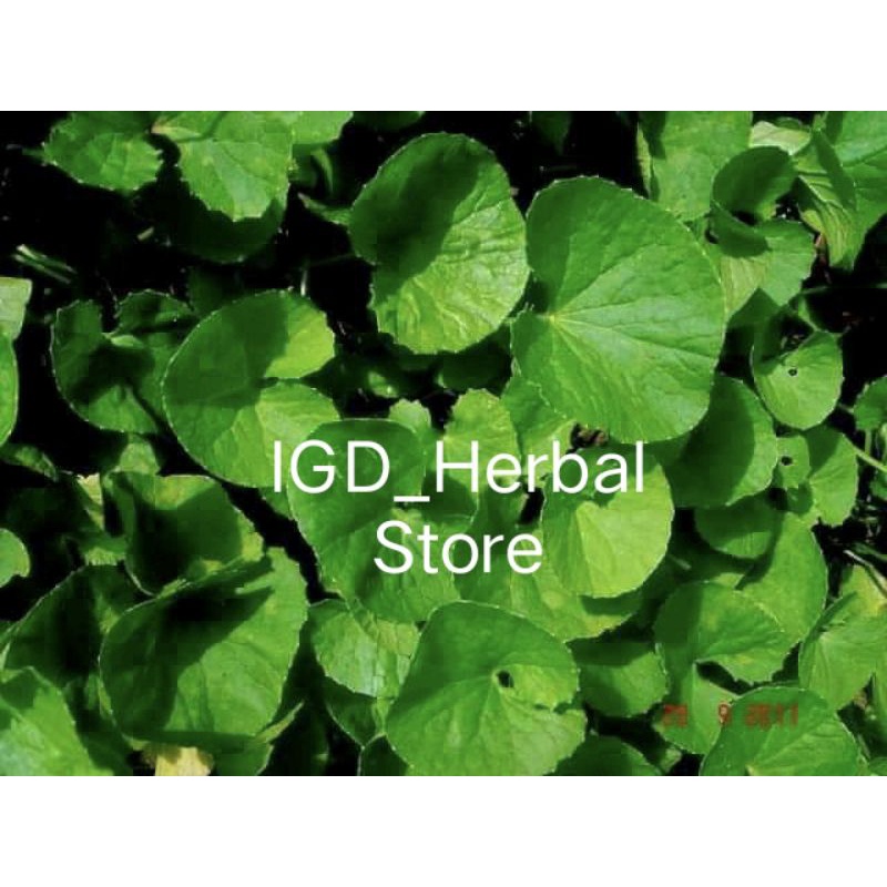 

Daun pegagan atau antanan segar 1kg