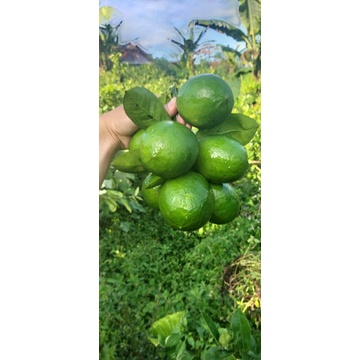 

Jeruk Lemon Hijau