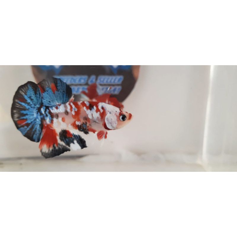 IKAN CUPANG HIAS RED KOI GALAXY MASKING REAL PICT
