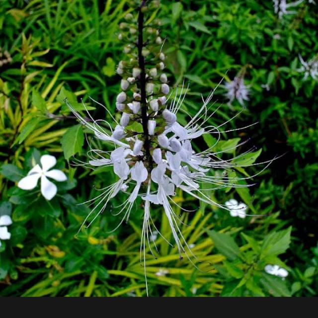 Kumis kucing/tanaman herbal kumis kucing