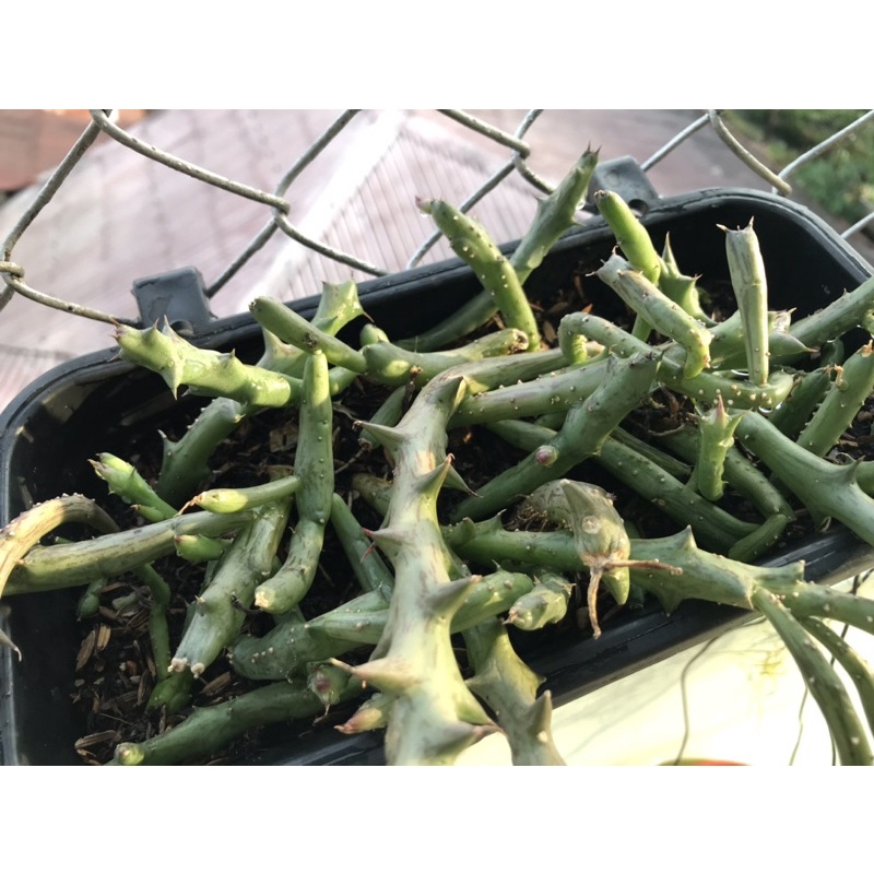 Kaktus Huernia Orbea (Cula Badak) Murah | Kaktus Sukulen mini huernia  gymno cereus opuntia MURAH