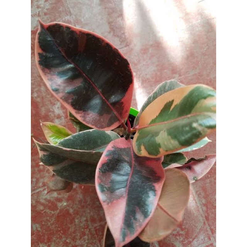 FICUS ELASTICA RUBY(STEK SUDAH BERTUNAS)