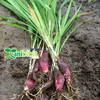 Umbi Bawang Dayak per 1Kg - Bawang Dayak