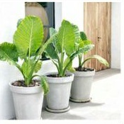 Bibit Sente Hijau Tanaman Hias Pakan Gurame Tanaman Hidup