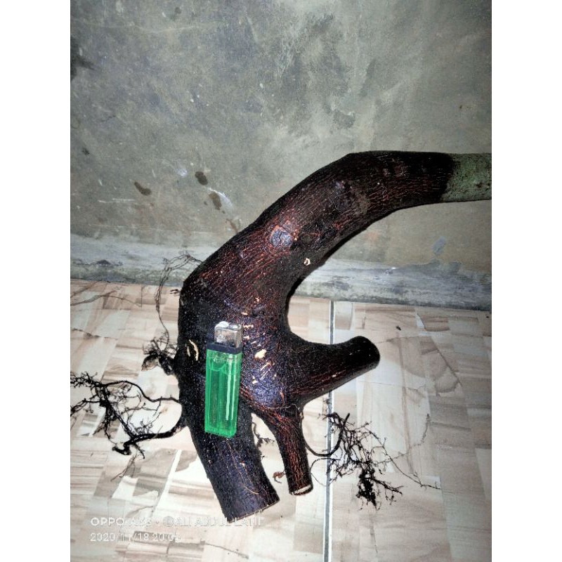 bahan bonsai amplas hitam