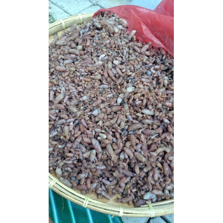 

Baby Cumi 250 gram 0.5 sd. 2 cm