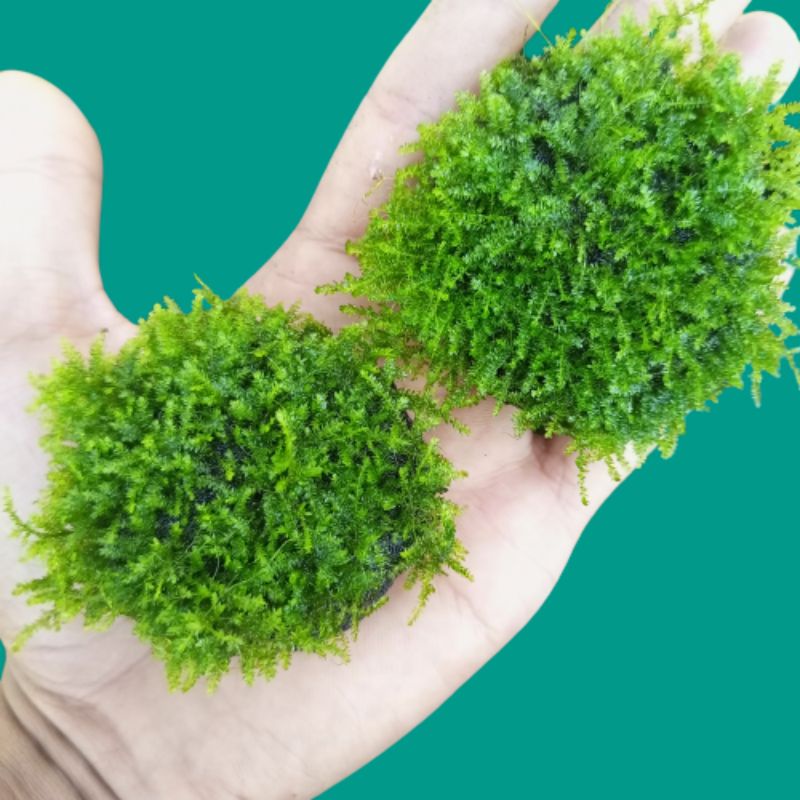 Jual Java Moss media wabikusa tanaman aquascape | Shopee Indonesia