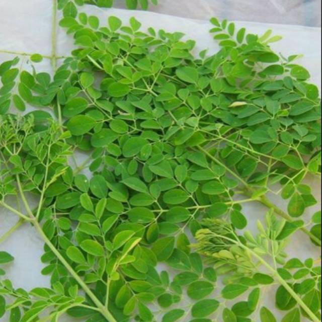 

Daun kelor fress kebun sendiri 5K/ikat