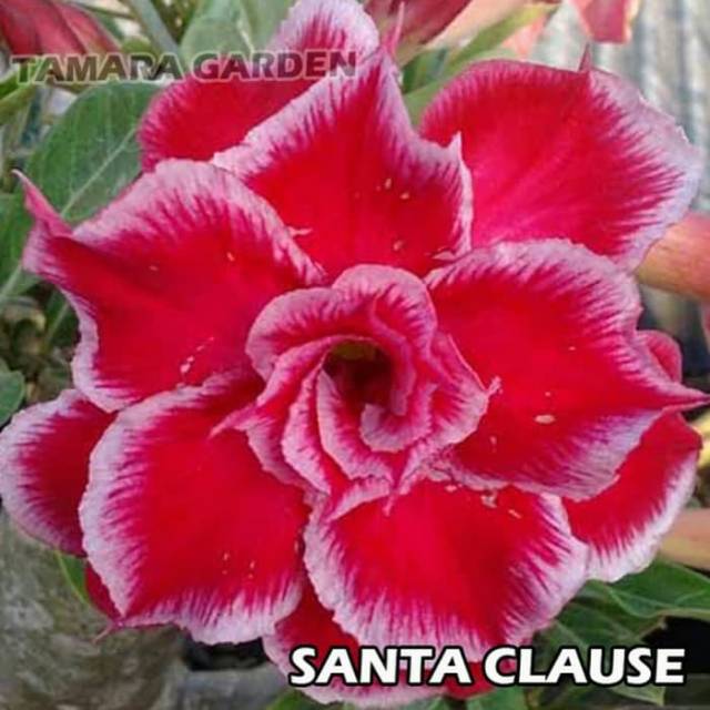 Bibit Bunga Kamboja Adenium Santa Clause