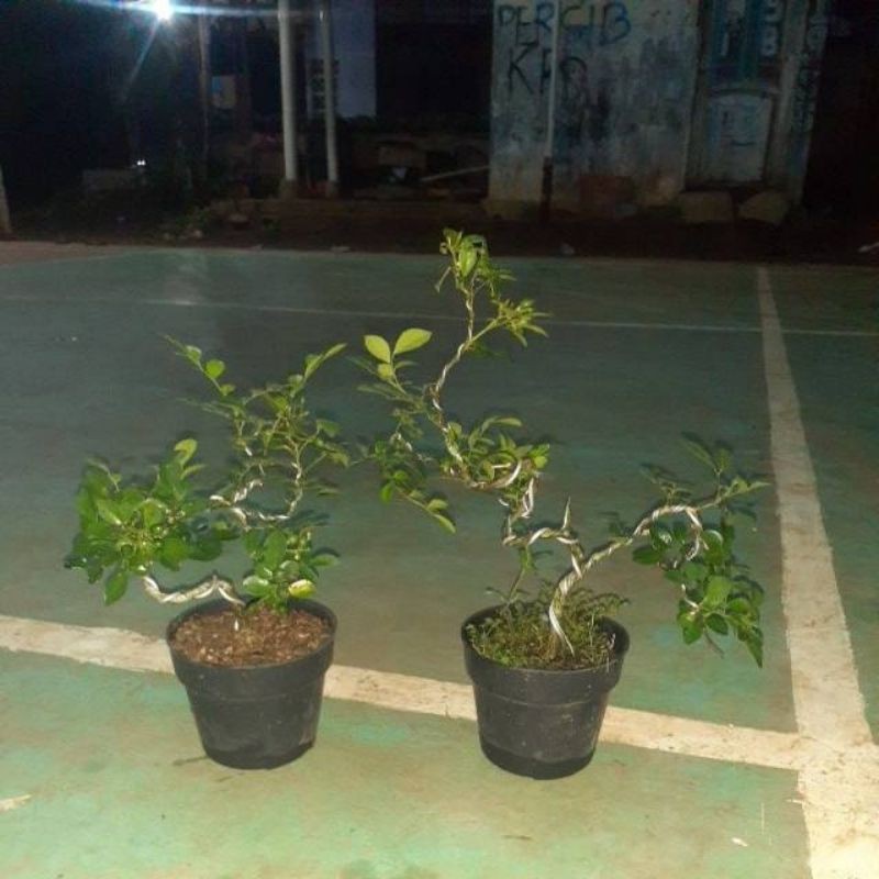 tanaman bonsai kemuning