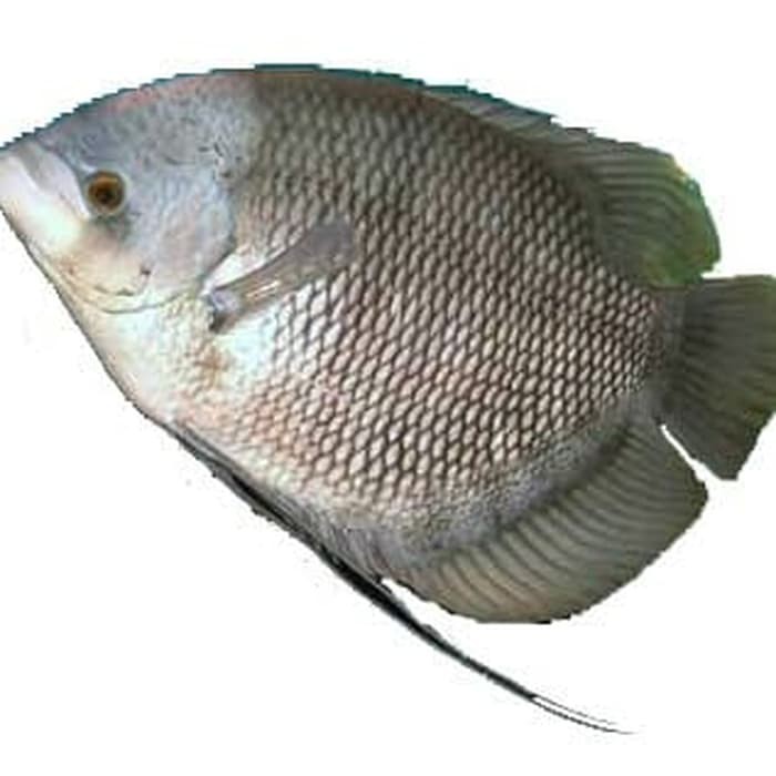 

Ikan Gurame Segar