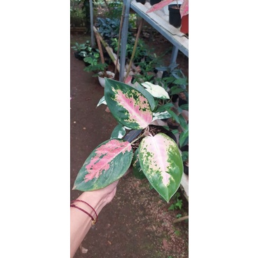 (murah)tanaman hias aglaonema kochin