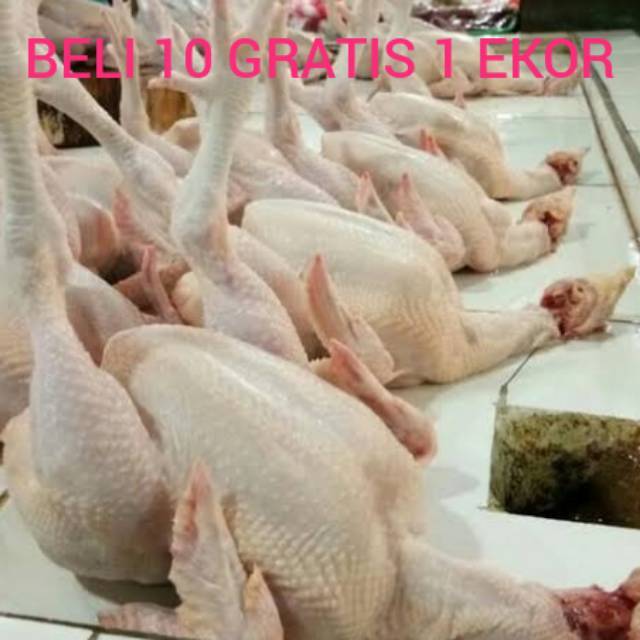

ayam potong segar bloiler besar ASUH (aman segar utuh halal)