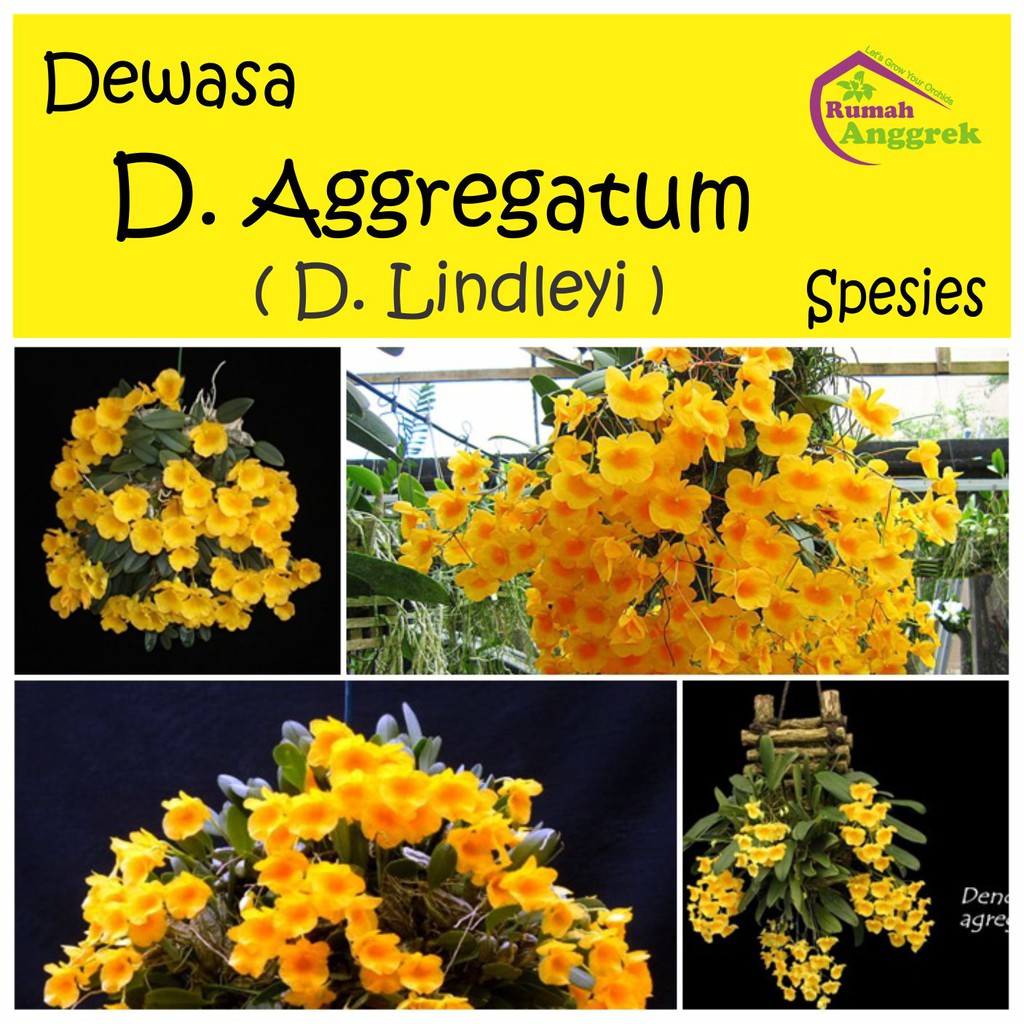 Dendrobium Aggregatum dewasa spesies anggrek agregatum lindleyi kuning hutan china thailand