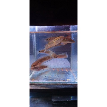 Channa Asiatica White Spot