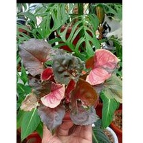 syngonium strawberry ice ori