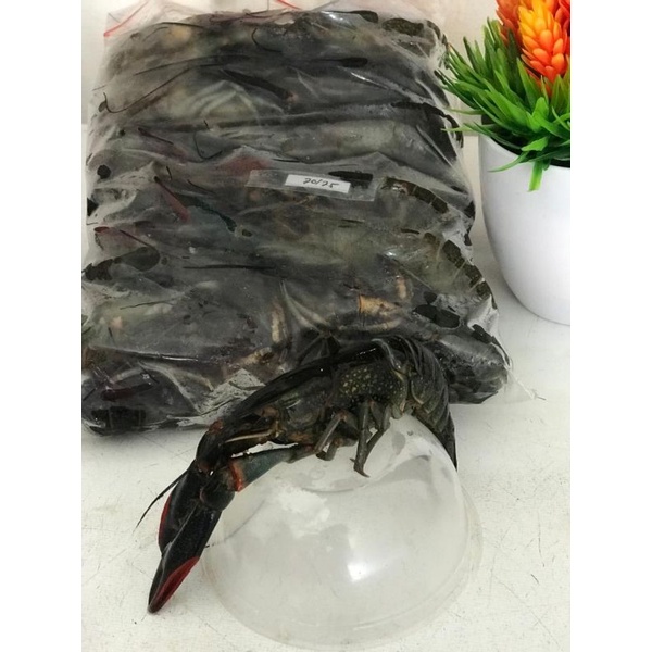 

Udang Lobster Air Tawar Frozen size Medium Large (1 kg)/pack