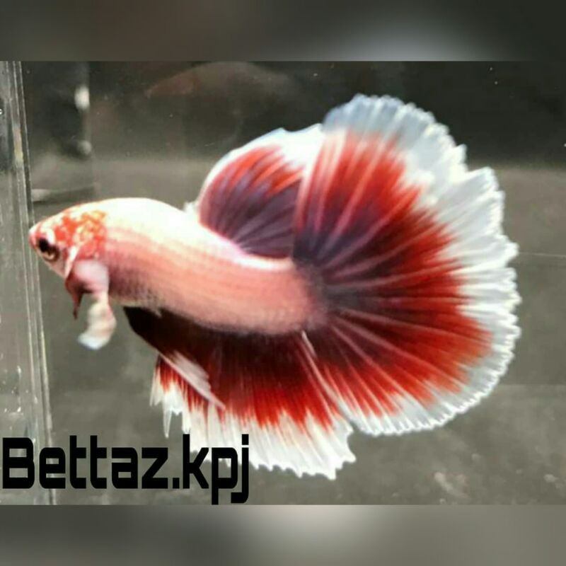 Ikan Cupang / Betta Fish HalfMoon Dumbo Ear Lavender