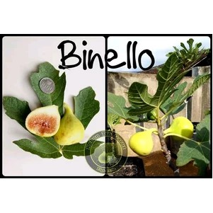 Bibit Tanaman Buah Tin Binello FC