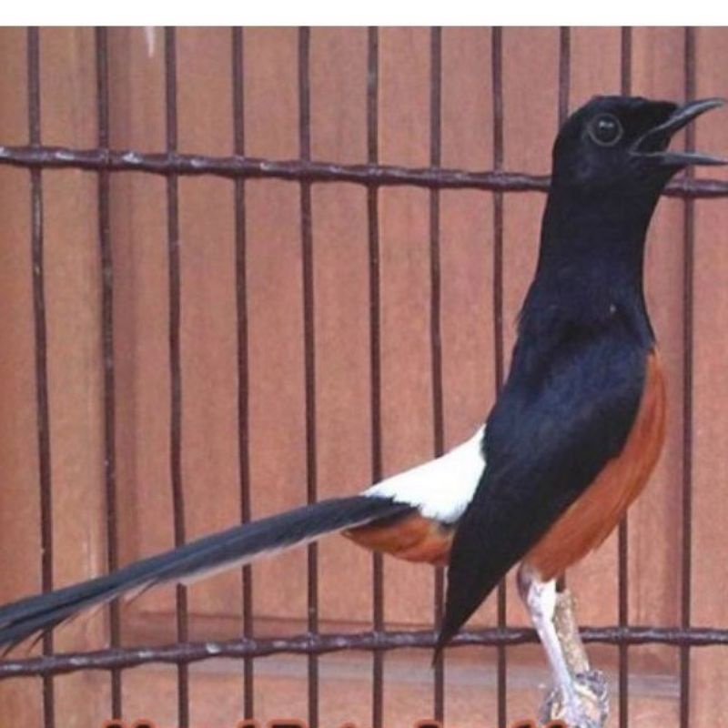 burung murai batu muda hutan prospek cakep