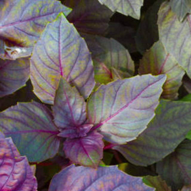 

Detail Red Basil (Kemangi Merah herbal,maica leaf,sayuran